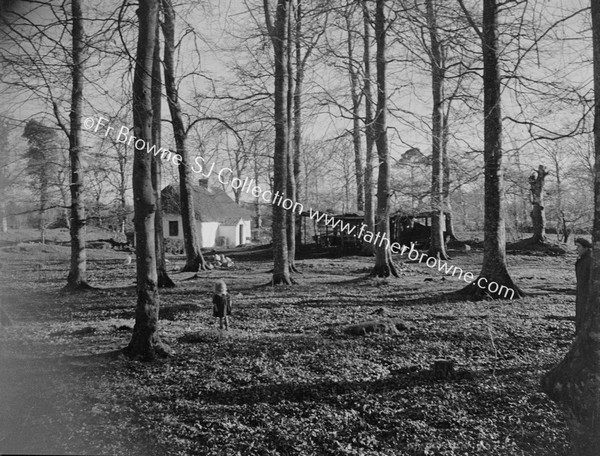 COTTAGE IN WOOD